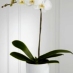 WHITE ORCHID PLANTER 